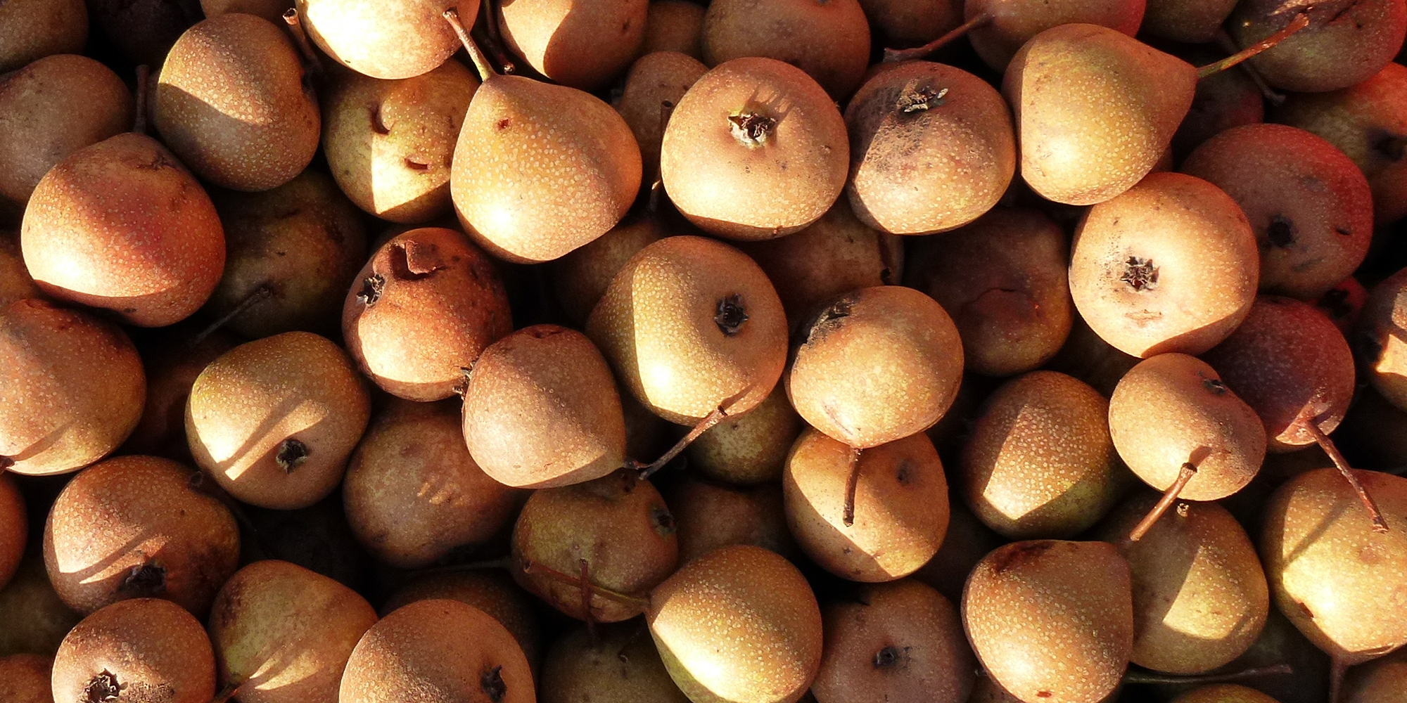 Palmisch-Birne Frucht