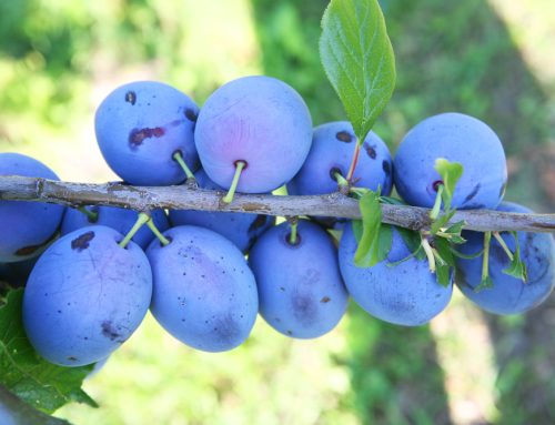 Frische Zwetschgen, Äpfel und Birnen