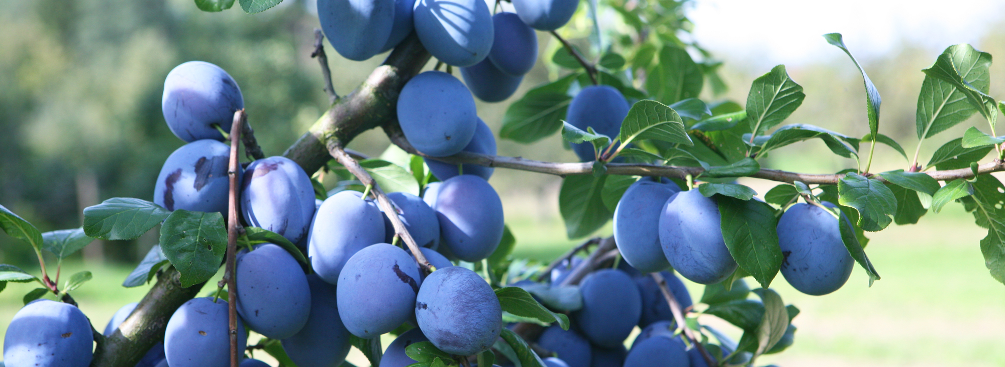 Zwetschgen Stausee-Obst