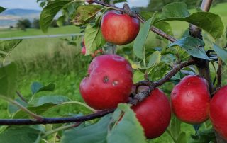 Äpfel mit Hagelschaden