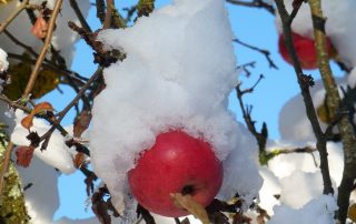 Äpfel im Schnee