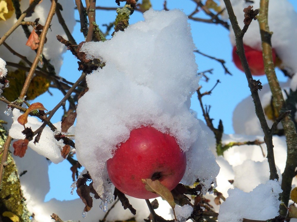 Äpfel im Schnee