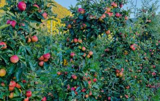Gala Apfel