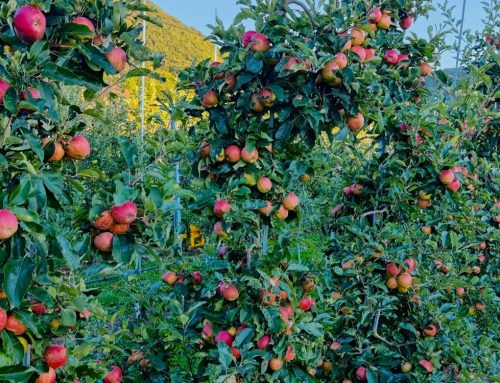 Neu: Äpfel zum Selbstpflücken