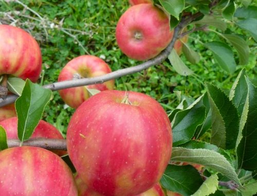 Der passende Apfel zur Jahreszeit: Karneval
